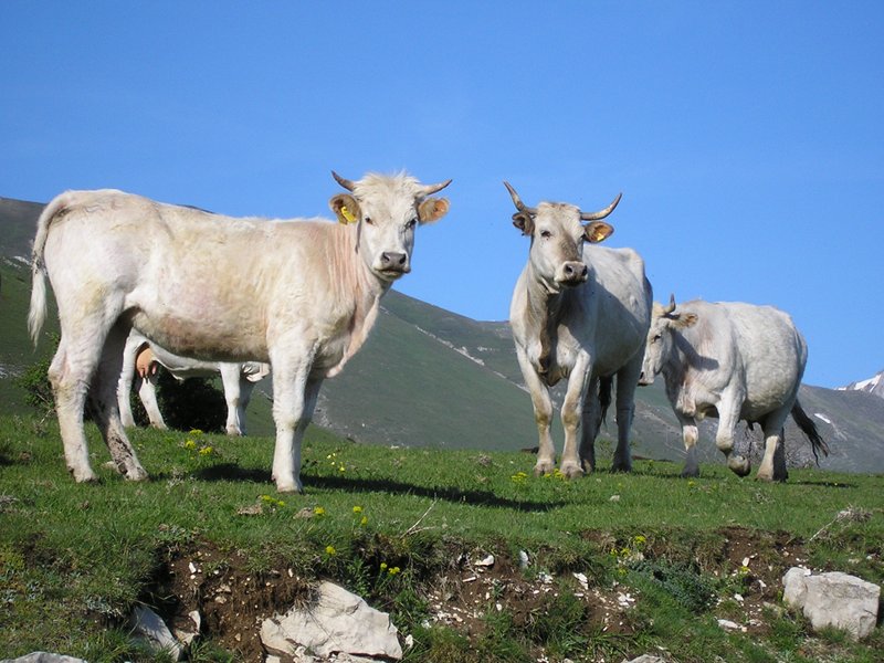 Cattle in Campo Imperatore