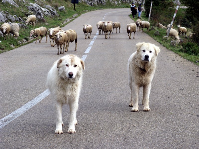 Dogs and sheep on the road