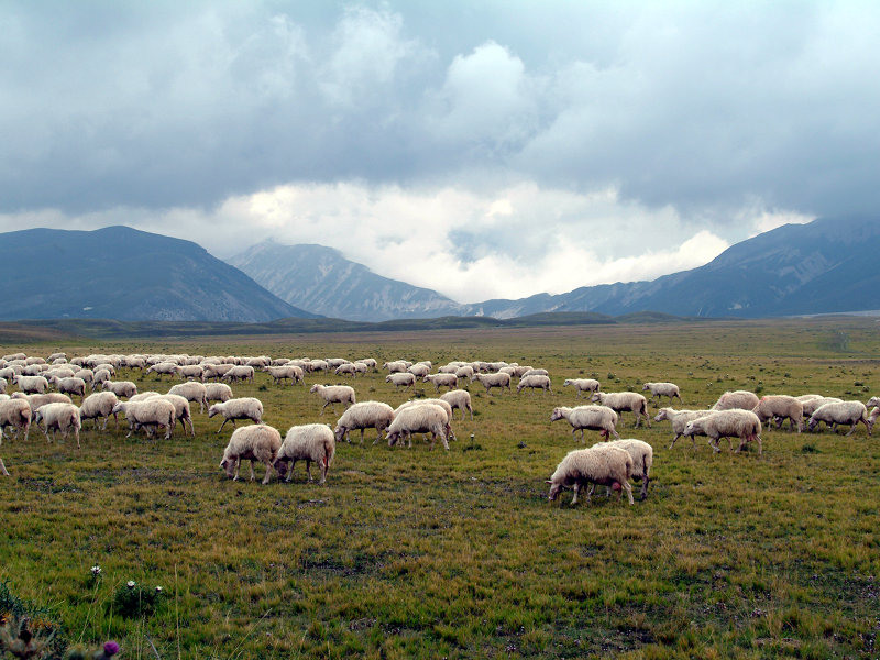 Grazing sheep in Campo Imperatore