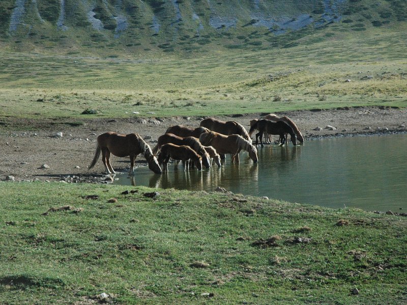 Horses by the Pietranzoni Lake