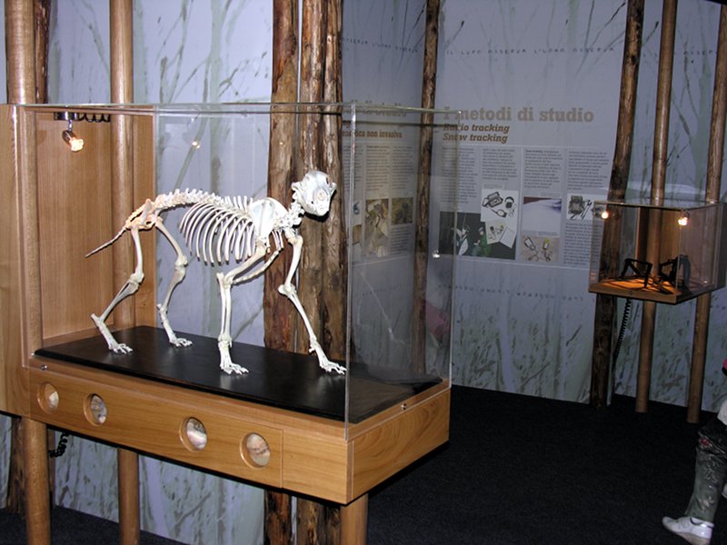 Wolf Museum of Arsita