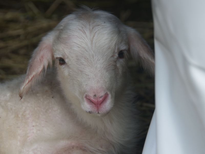 Lamb in the shelter