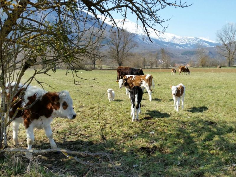 Cucciolo di Pastore abruzzese al pascolo con i vitelli