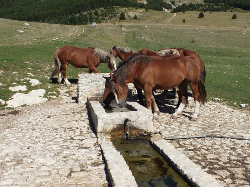 Cavalli al Fontanile di San Vincenzo