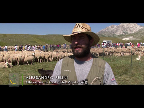 Praterie: Actions in support of sheep grazing 